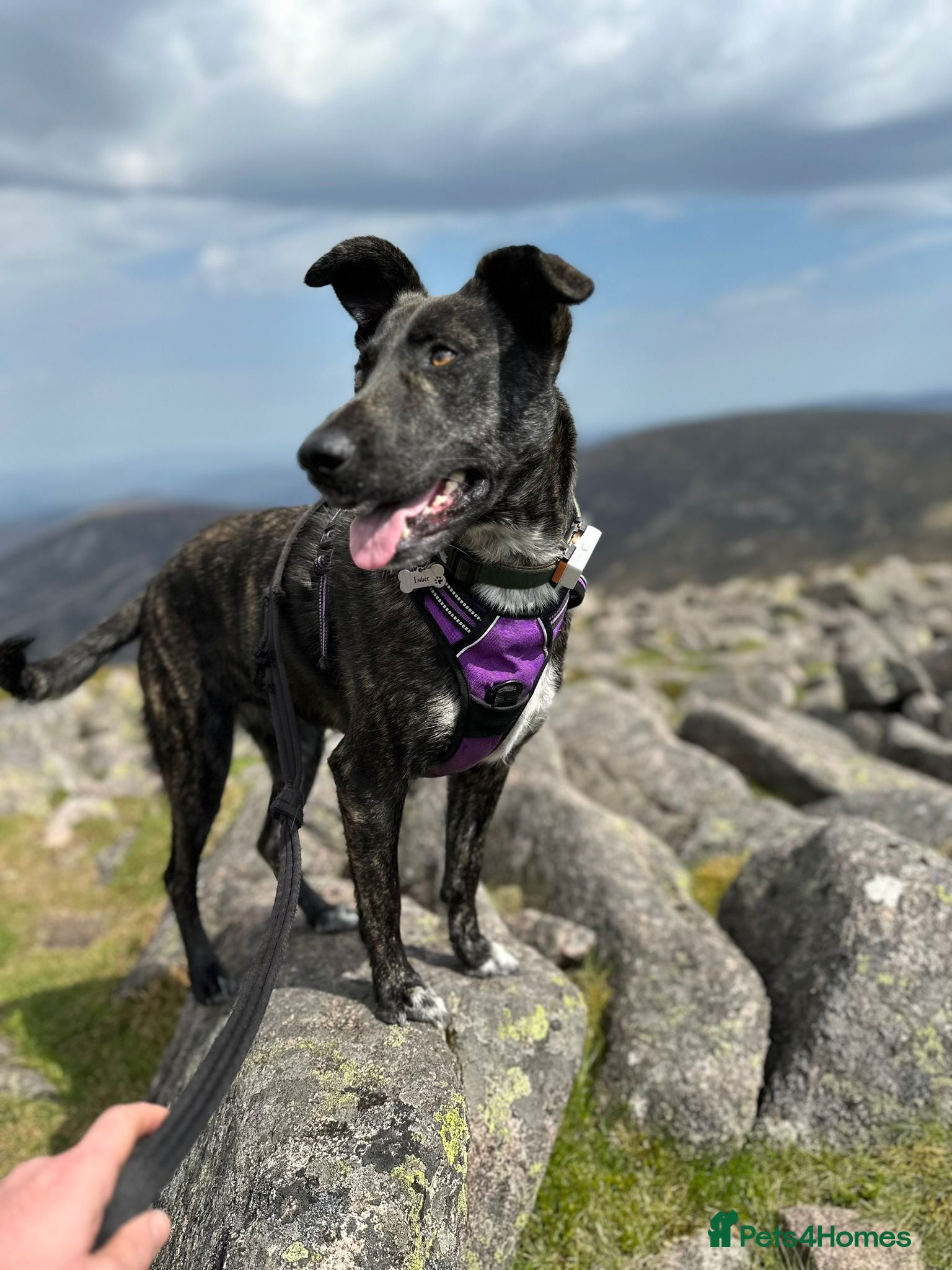 Mixed Breed dogs Ember is a 4.5 year old Belgian mali x GSD - Advert 2