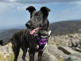 Mixed Breed dogs Ember is a 4.5 year old Belgian mali x GSD - Advert 2