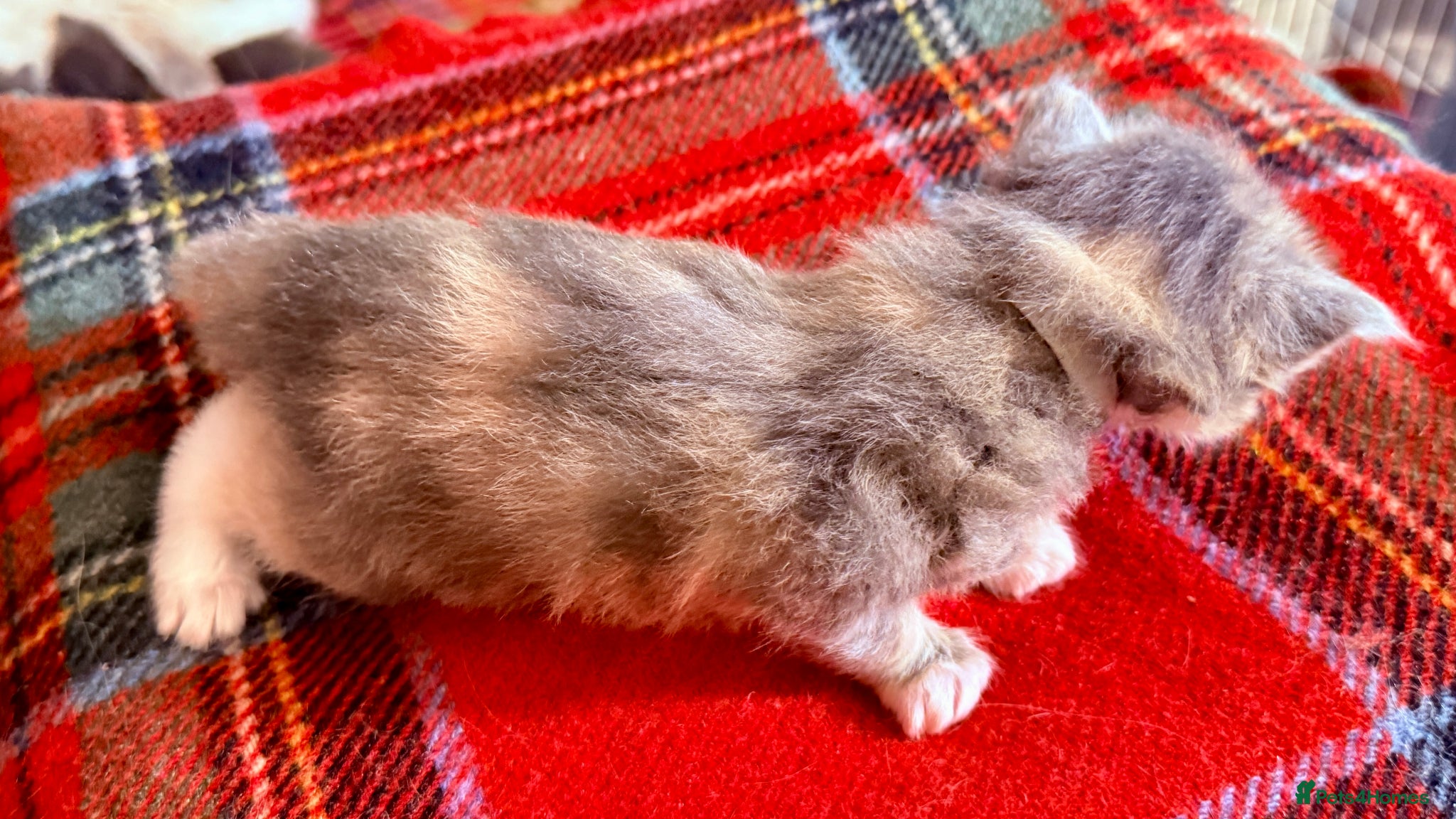 Ragcoon cats for sale: Gorgeous, fluffy litter of 6 RagCoon Kittens - Advert 13