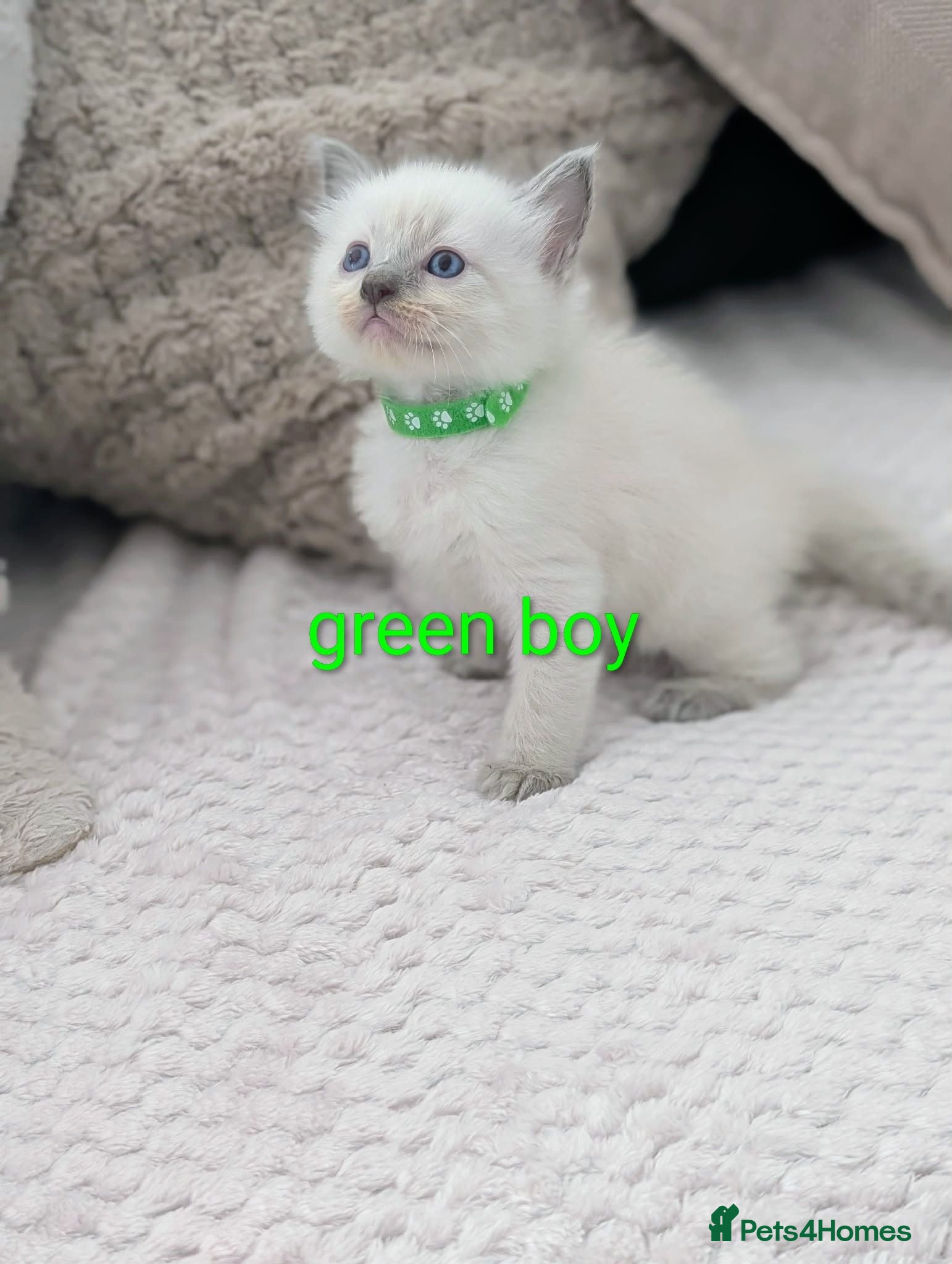 Ragdoll cats 5 Beautiful Ragdoll Kittens - Advert 7