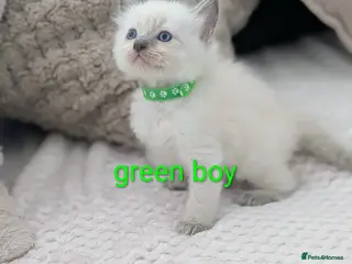 Ragdoll cats 5 Beautiful Ragdoll Kittens - Advert 7