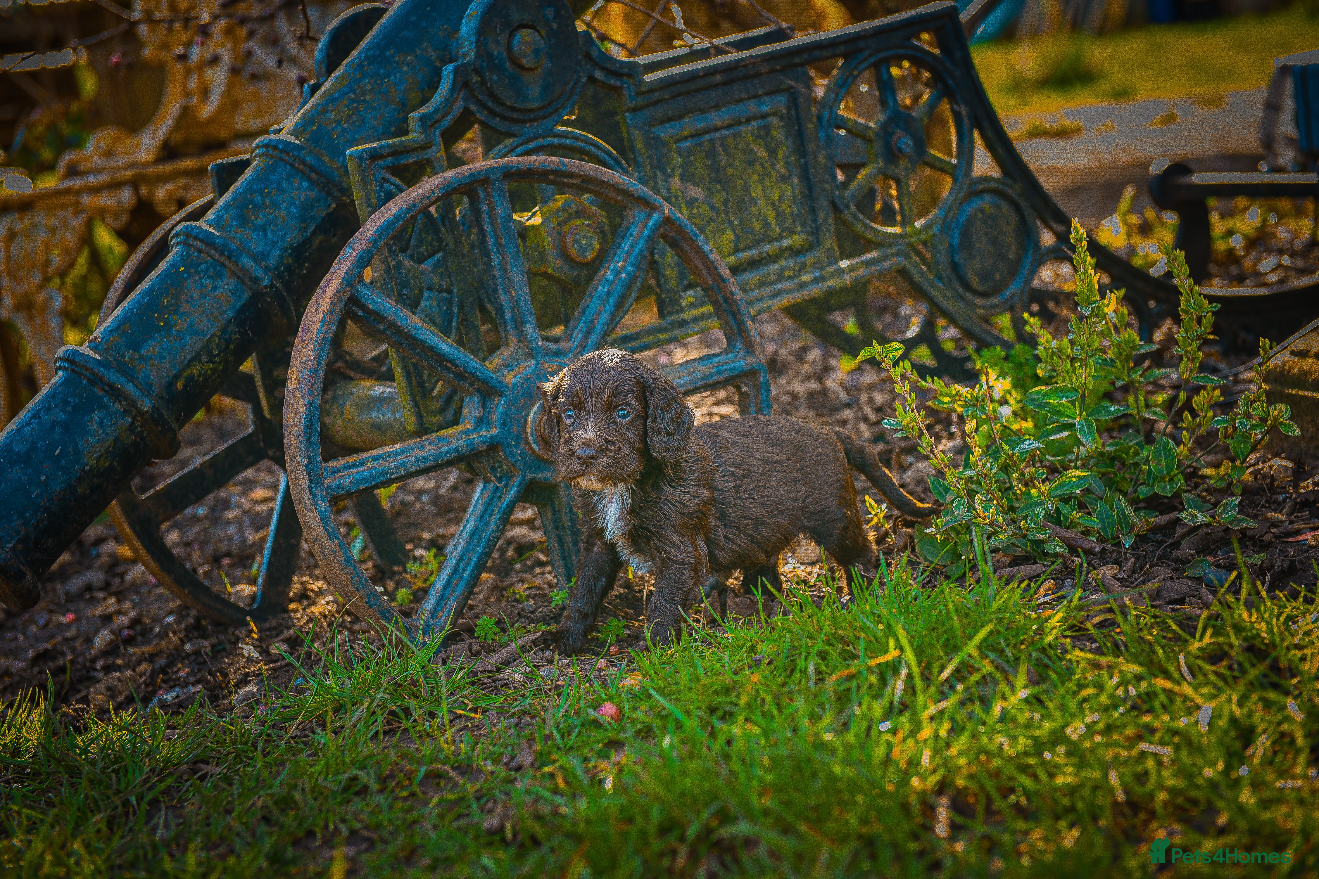 Cocker Spaniel dogs Beautiful Soft Natured Cocker Spaniels KC Reg - Advert 17