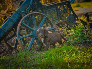 Cocker Spaniel dogs Beautiful Soft Natured Cocker Spaniels KC Reg - Advert 17