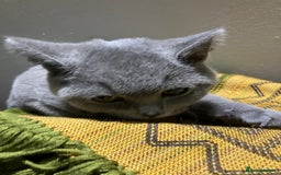 British Shorthair cats for sale: Male British Shorthair kitten 6 month old  - Image 20
