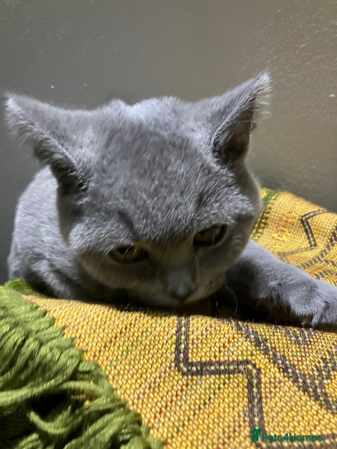 British Shorthair cats for sale: Male British Shorthair kitten 6 month old  - Image 20