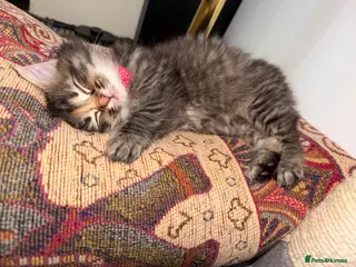 LaPerm cats 💕Fluffy LaPerms Ready to Reserve💕 - Advert 11