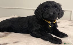 Goldendoodle dogs for sale: Stunning Goldendoodle puppies - Image 7