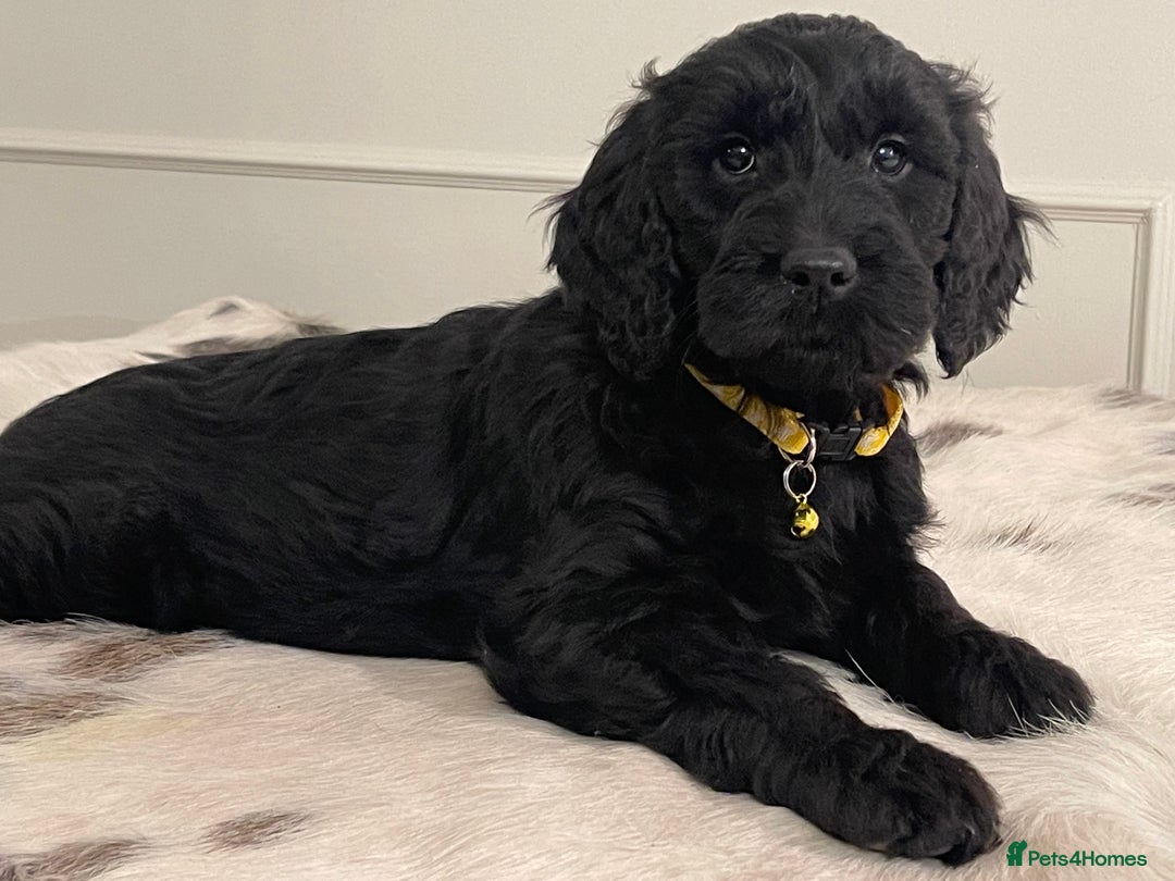 Goldendoodle dogs for sale: Stunning Goldendoodle puppies - Image 7