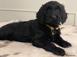 Goldendoodle dogs - Advert 16