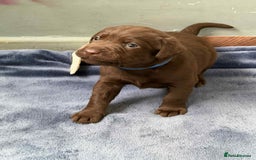 Labrador Retriever dogs for sale: KC SILVER/CHOCOLATE PEDIGREE LABRADOR PUPIES - Image 8