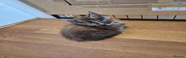 Maine Coon 3