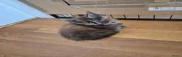 Maine Coon cats for sale: Maine coon kittens  - Advert 2