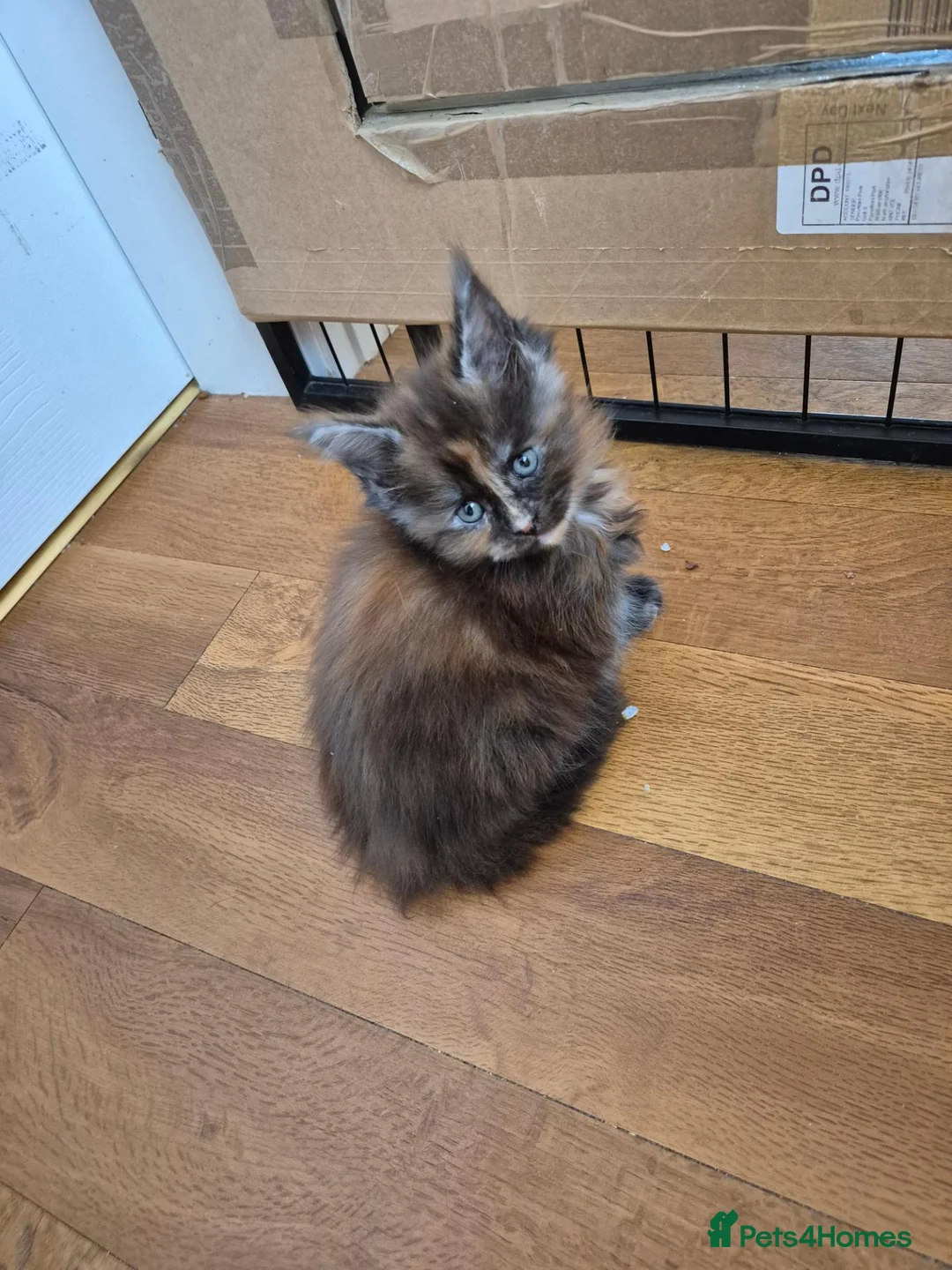 Maine Coon cats for sale: Maine coon kittens  - Advert 2