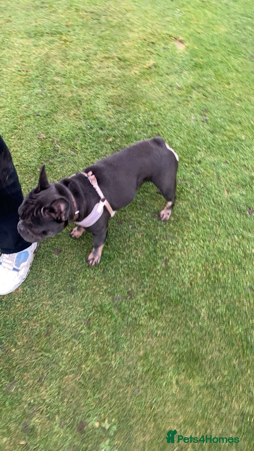 French Bulldog dogs French bulldog for rehoming  - Advert 13