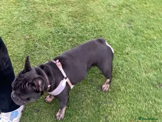 French Bulldog dogs French bulldog for rehoming - Advert 2