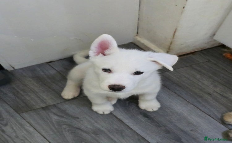 Siberian Husky dogs - Advert 3