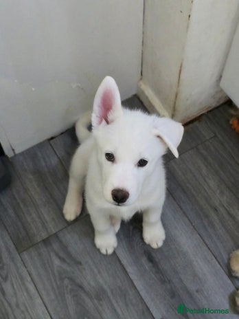 Siberian Husky dogs - Advert 3