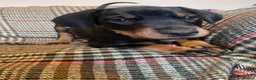 Dobermann dogs for sale: dobermann pinscher - Advert 17
