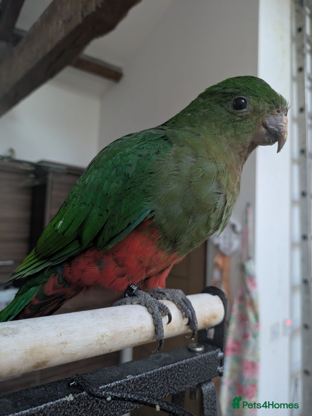 Parrots birds for sale: Australian King's parrot babies  - Image 8
