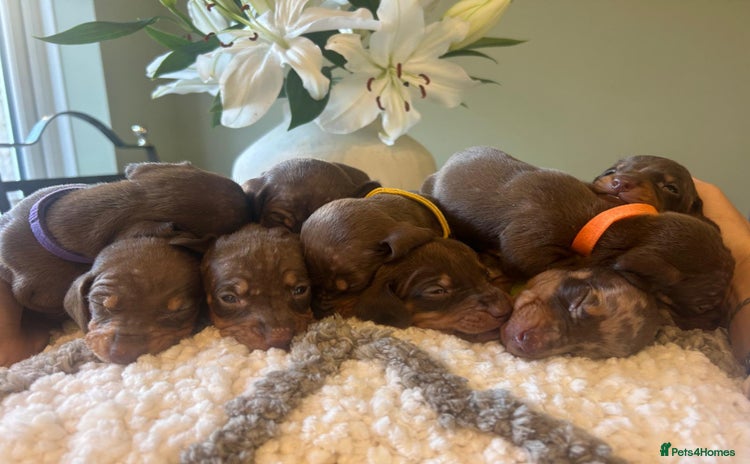 Dachshund dogs - Advert 1