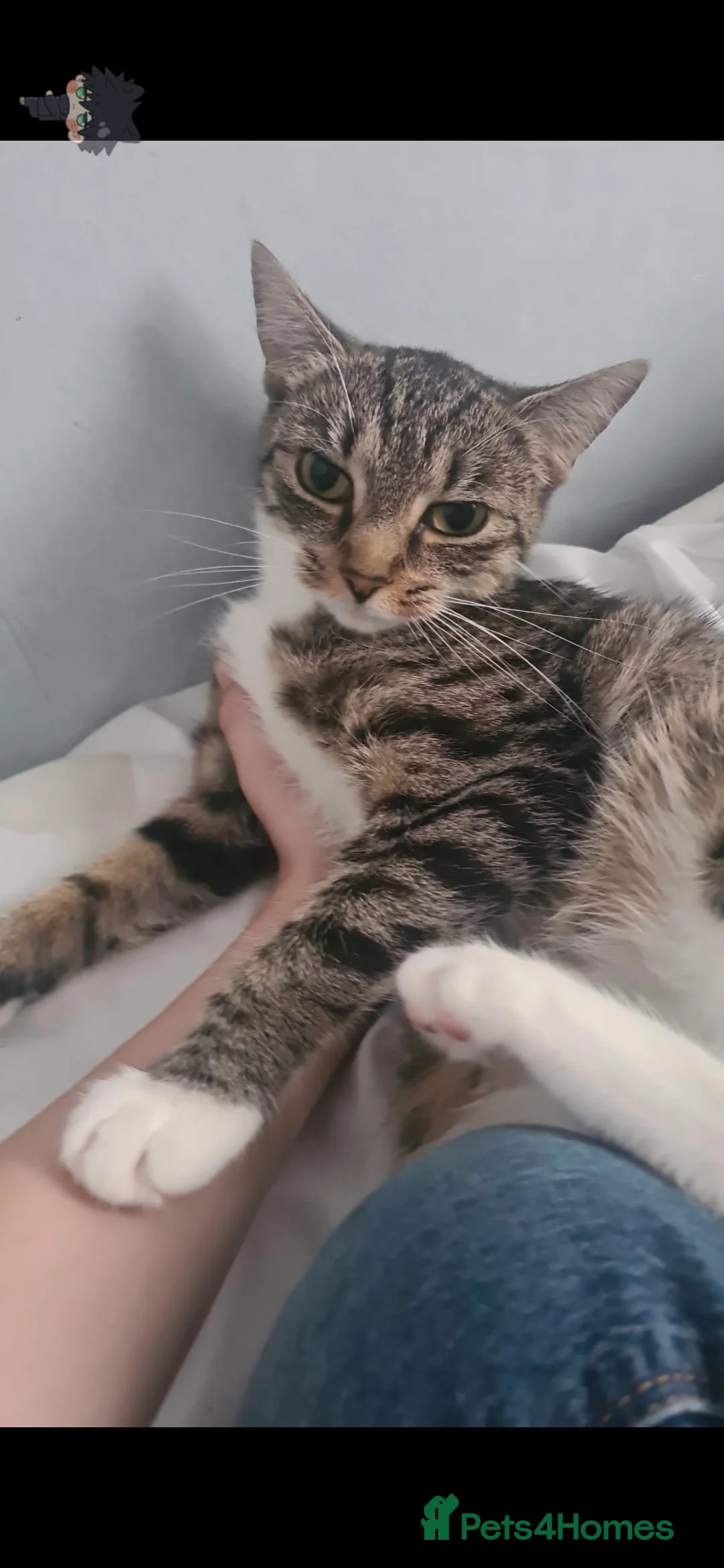 Mixed Breed cats for sale: 3 year old female tabby  in Peterborough - Advert 1