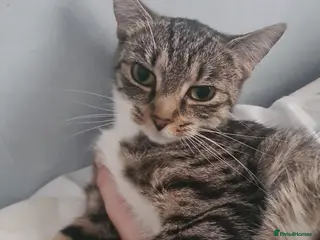 Mixed Breed cats 3 year old female tabby - Advert 5