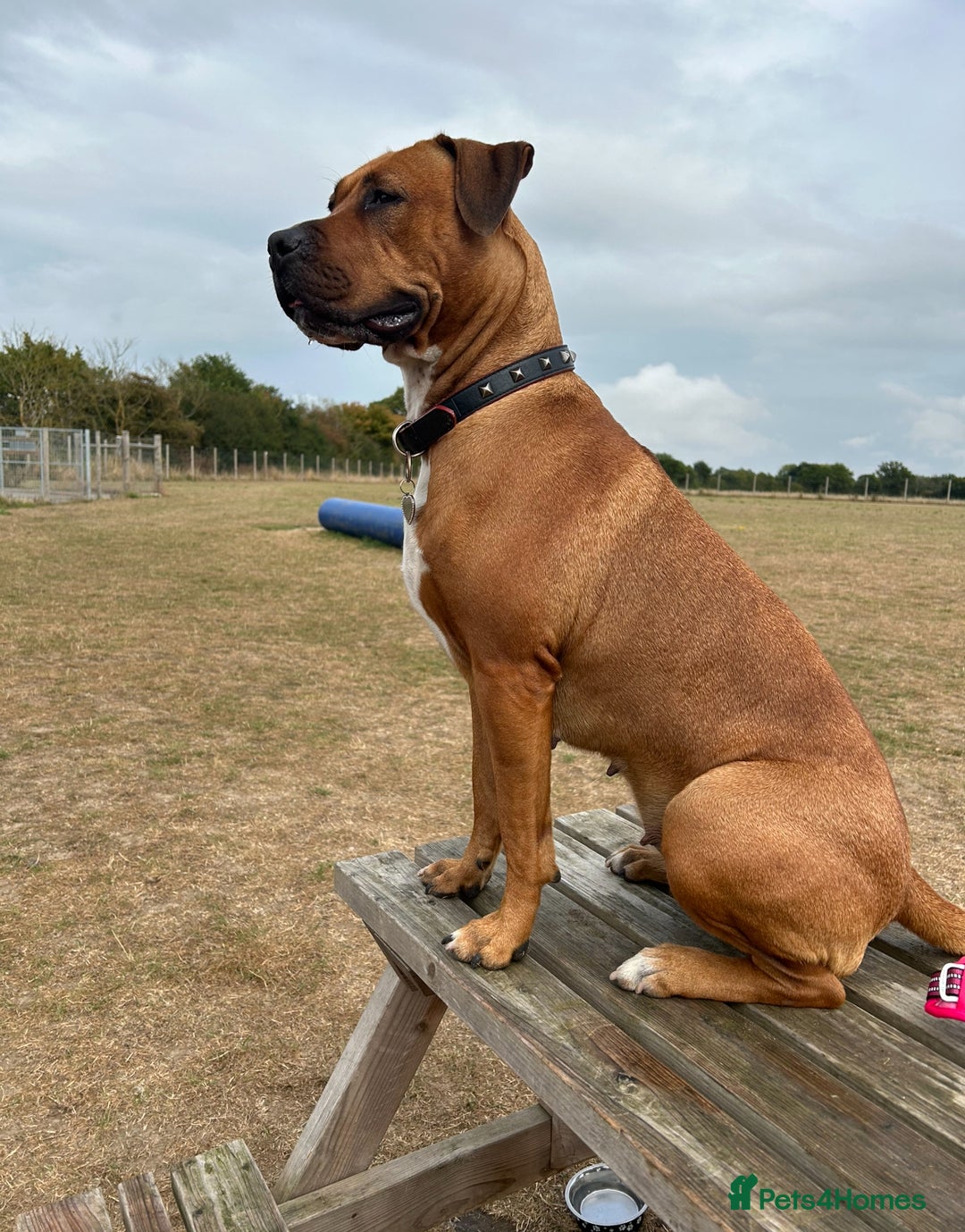 Mixed Breed dogs for sale: Maple is looking for her forever home - Advert 2