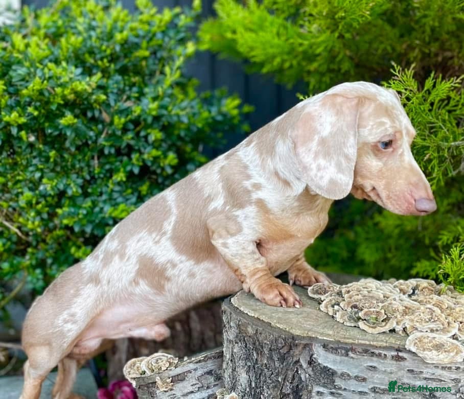 Miniature Dachshund dogs Quality miniature long hair & smooth hair puppy's - Advert 2