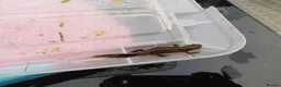 Newt reptiles for sale: Italian Alpine Newt for sale in Hull - Advert 2