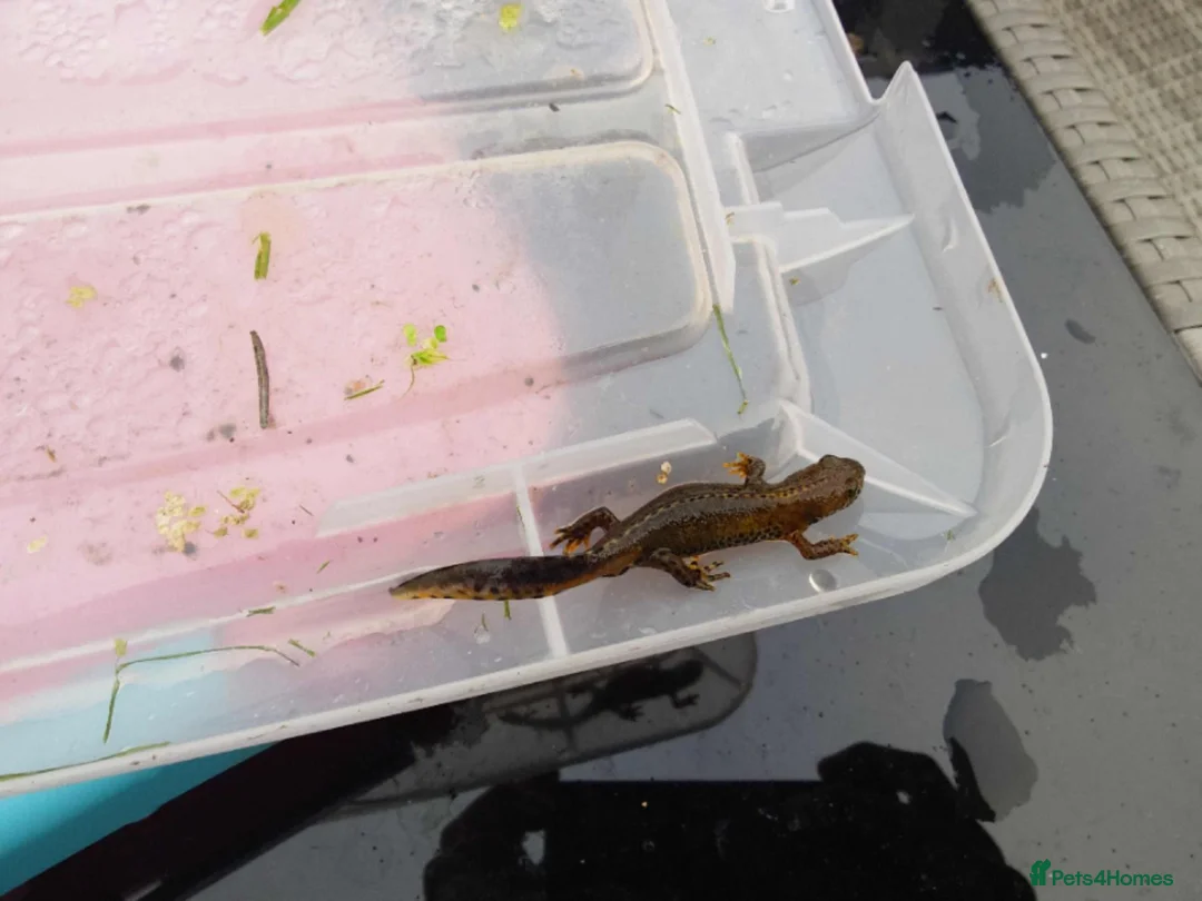 Newt reptiles for sale: Italian Alpine Newt for sale in Hull - Advert 2