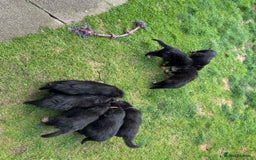 German Shepherd dogs for sale: READY TO GO Long Haired German Shepherd Puppies - Image 15