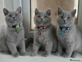 British Shorthair cats READY British shorthair forsale - Advert 2