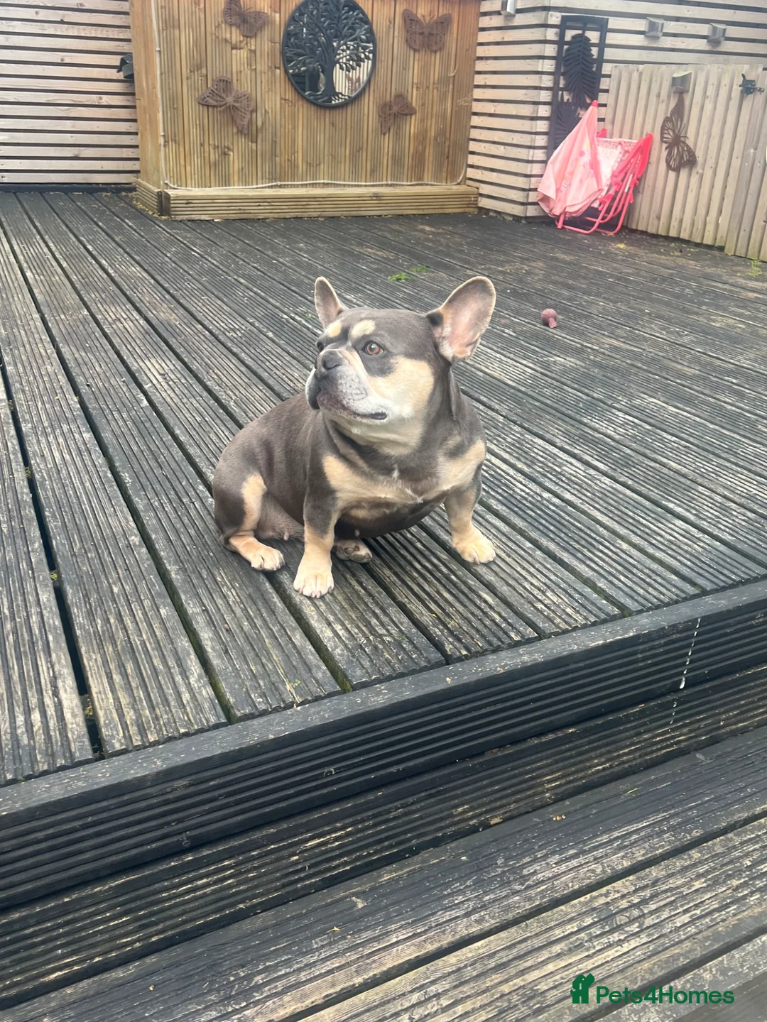 French Bulldog dogs for sale: Stunning lilac and Tan Girl - Advert 9