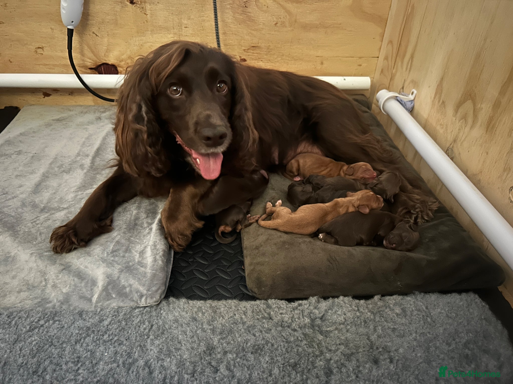Cocker Spaniel dogs for sale: EXCEPTIONAL WORKING COCKER SPANIEL PUPPIES - Advert 1