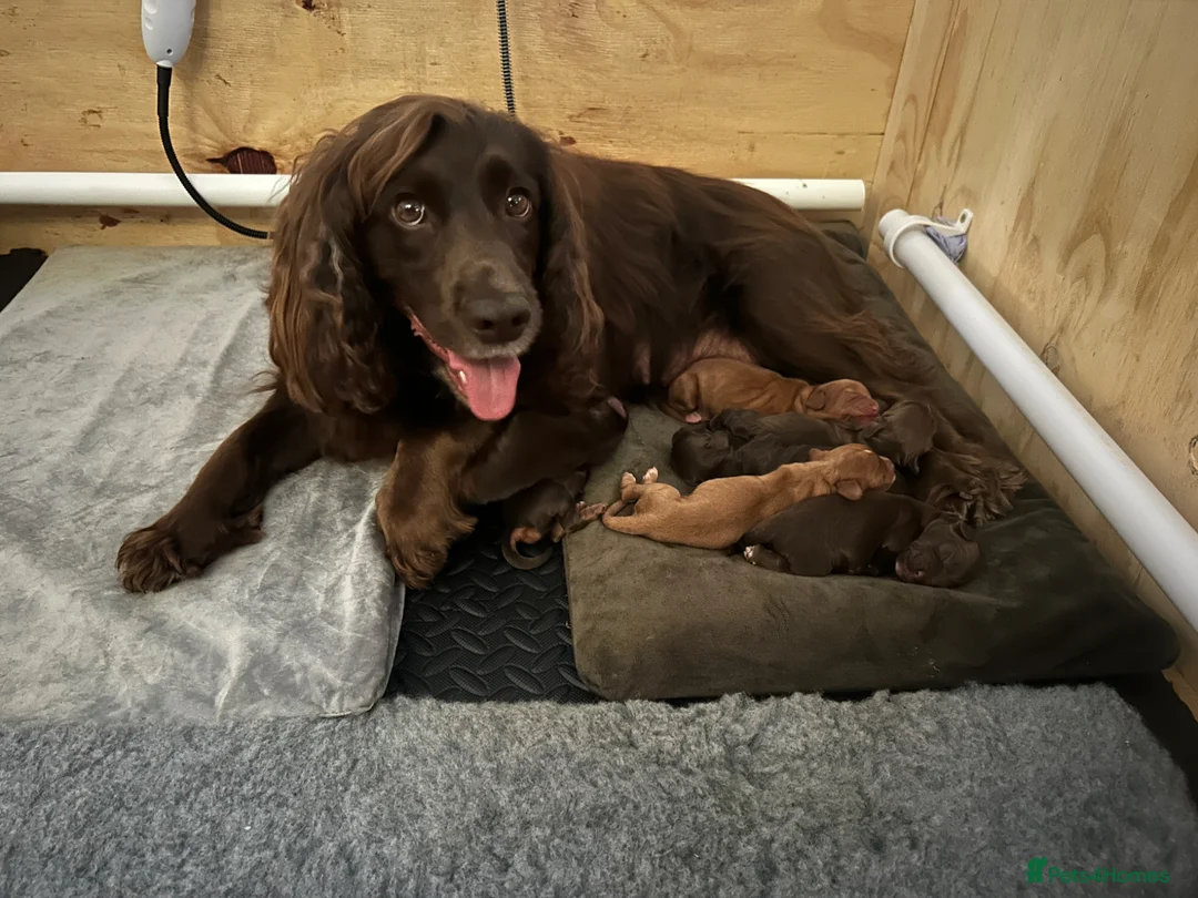 Cocker Spaniel dogs for sale: EXCEPTIONAL WORKING COCKER SPANIEL PUPPIES - Advert 1