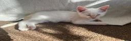 Ragdoll cats for sale: Gorgeous Ragdoll Kittens - Advert 17