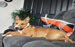 Mixed Breed dogs for sale: Dog for sale - Image 1