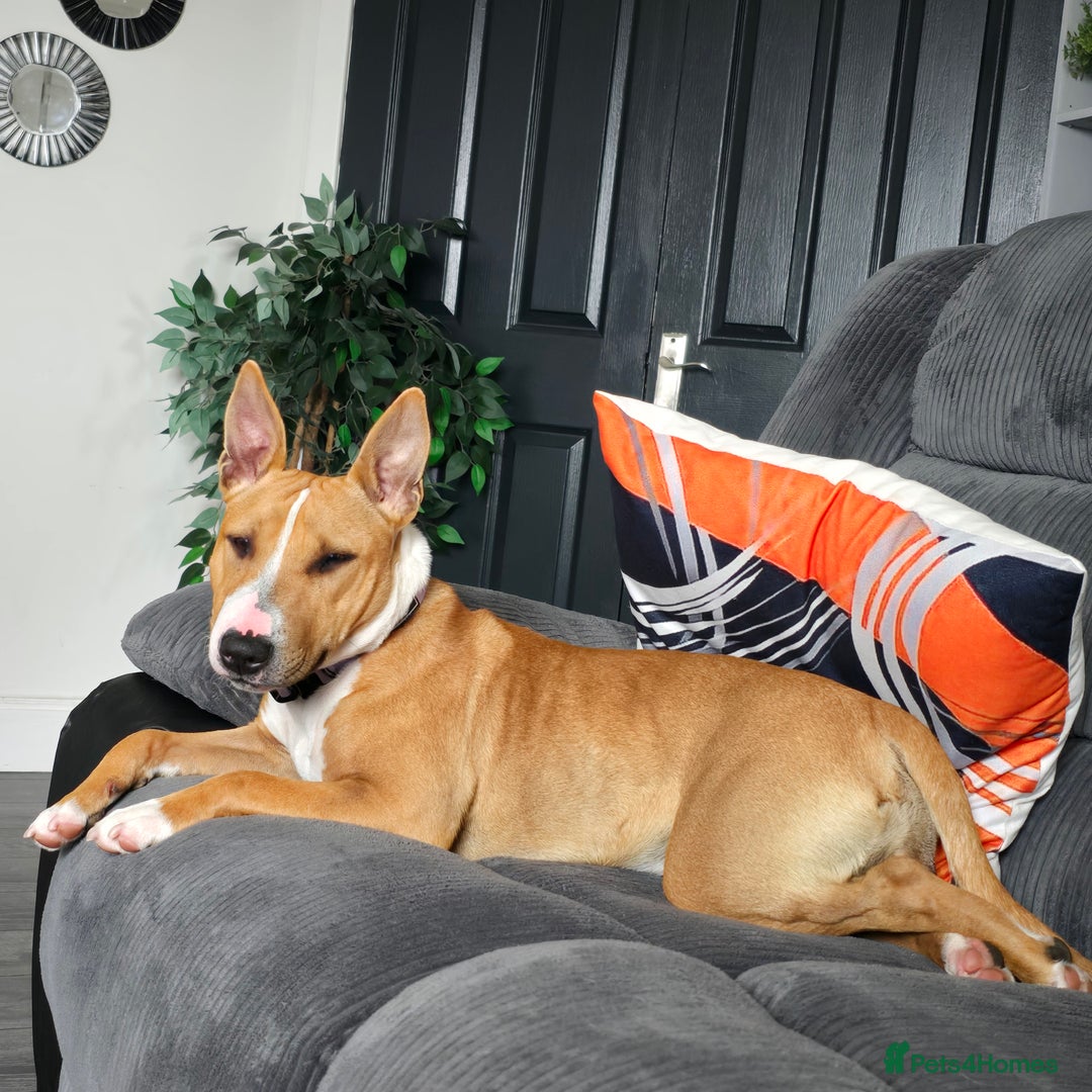 Mixed Breed dogs for sale: Dog for sale - Image 1