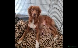 Nova Scotia Duck Tolling Retriever dogs for sale: FEMALE NSTD PUPPY BRED BY VET - Image 4