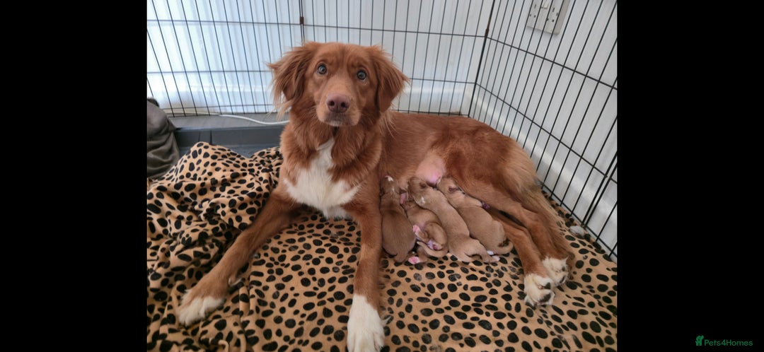 Nova Scotia Duck Tolling Retriever dogs for sale: FEMALE NSTD PUPPY BRED BY VET - Image 4