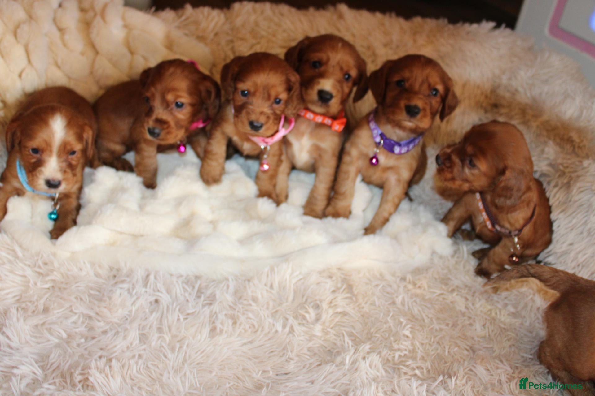 Cocker Spaniel dogs Cocker spaniel  - Advert 4