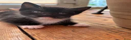 Mixed Breed cats for sale: Mixed Breed Tuxedo kittens  - Advert 2