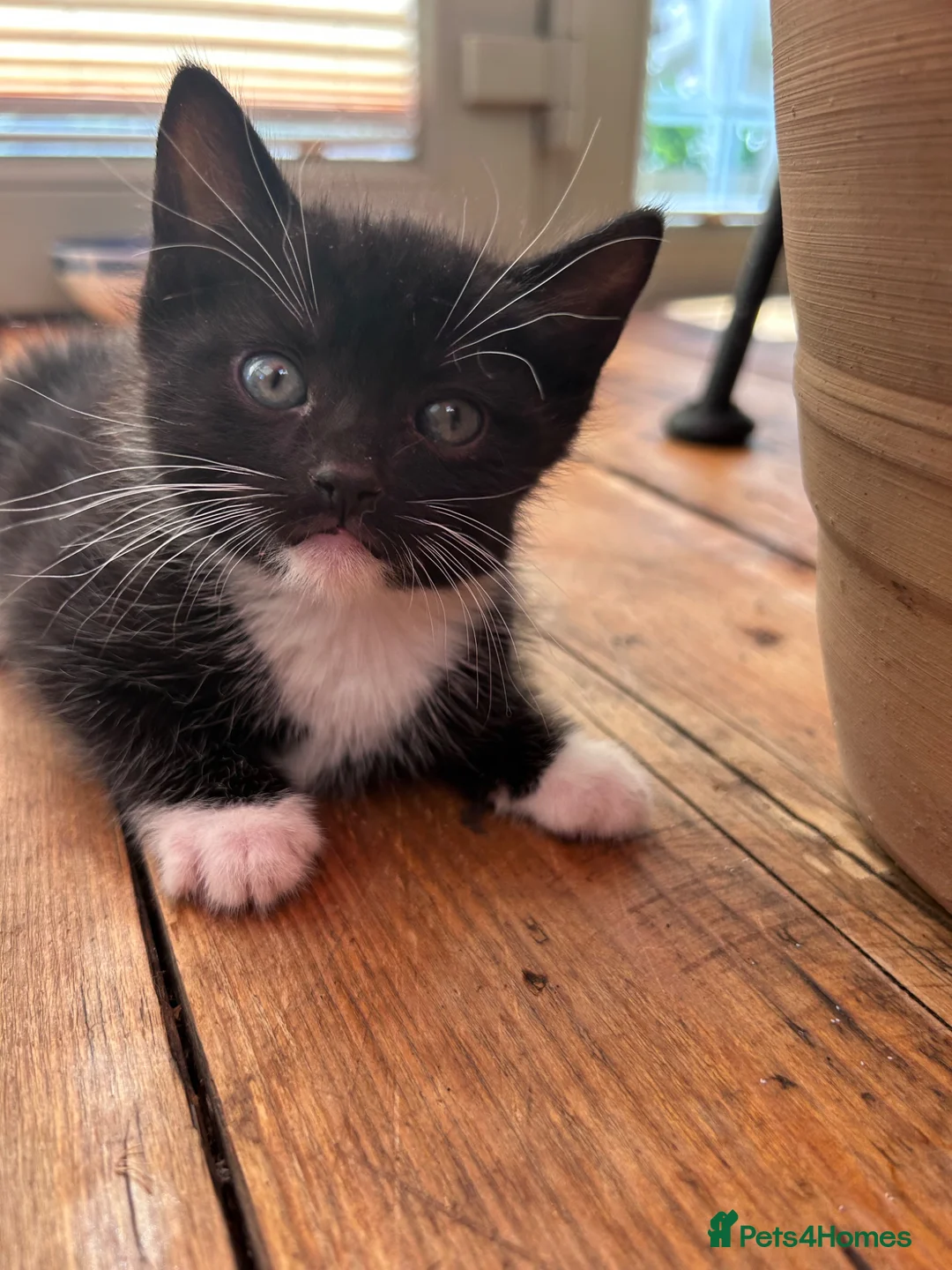 Mixed Breed cats for sale: Mixed Breed Tuxedo kittens  - Advert 2
