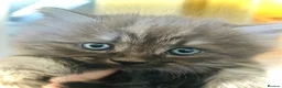 Persian cats for sale: Two little Persian kitten crosses.  - Advert 1