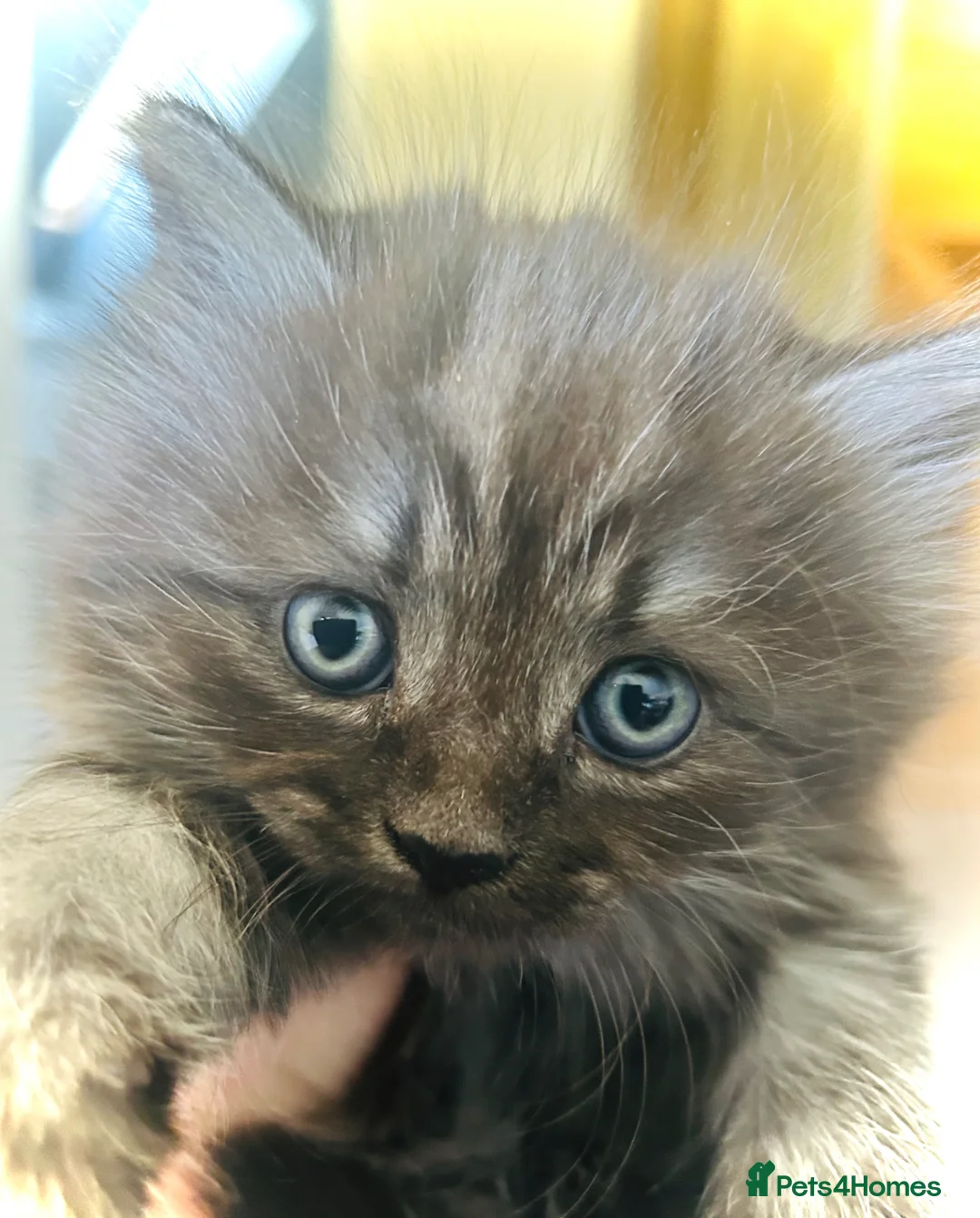 Persian cats for sale: Two little Persian kitten crosses.  - Advert 1