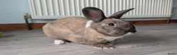 Mixed Breed rabbits for sale: Bonded pair  in Irvine - Advert 5