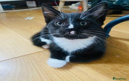Mixed Breed cats for sale: Adorable kittens for sale - Image 7