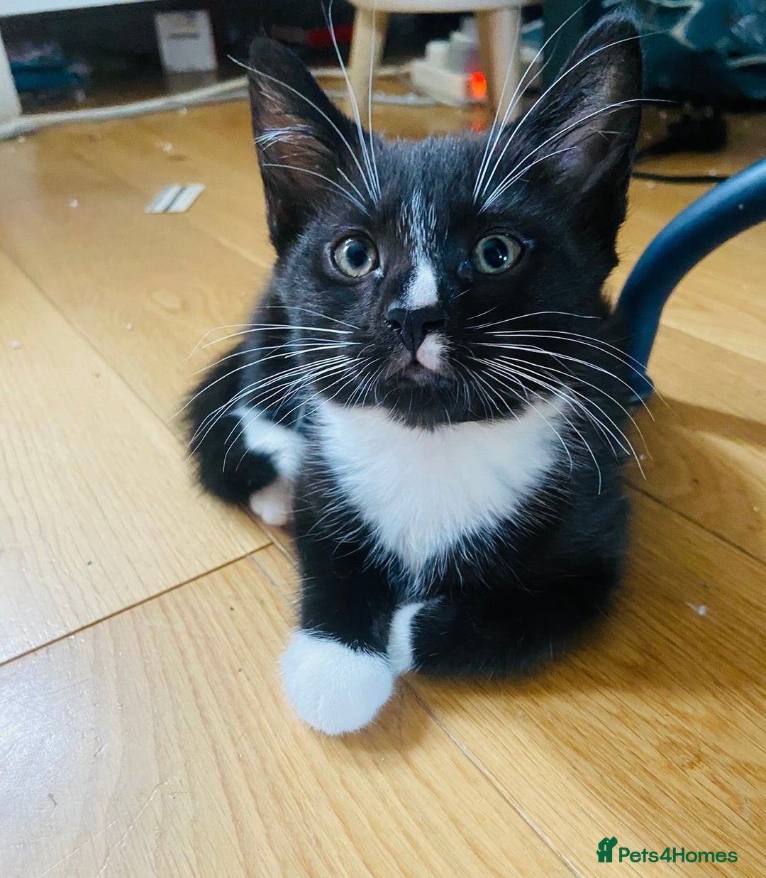 Mixed Breed cats for sale: Adorable kittens for sale - Image 7