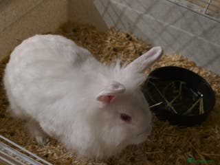 Lionhead rabbits Lionhead forsale - Advert 1