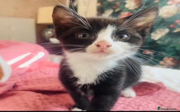 Mixed Breed cats for sale: Adorable kittens for sale - Image 3